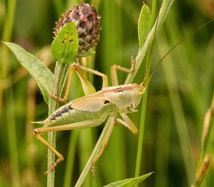 Ninfa di Tettigonia cfr. viridissima